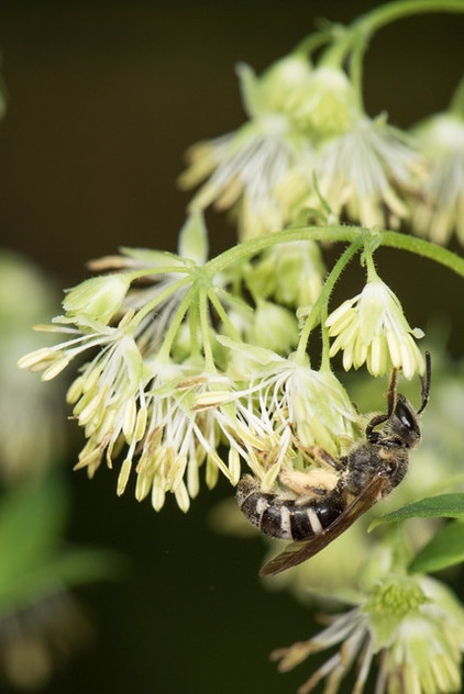 Great Design Plant: Thalictrum Dasycarpum Dresses Up Shorelines