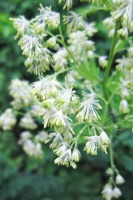 Great Design Plant: Thalictrum Dasycarpum Dresses Up Shorelines