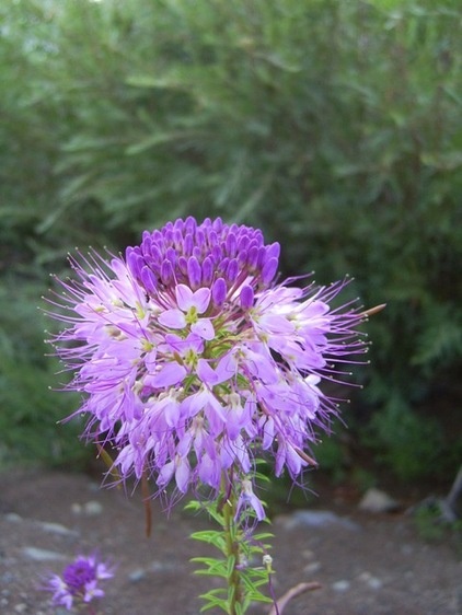 Landscape `Cleome Serrulata at the Great Sand Dunes