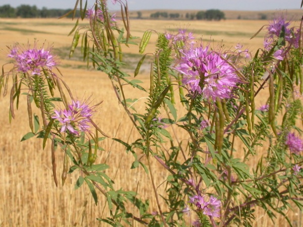 Landscape Cleome serrulata