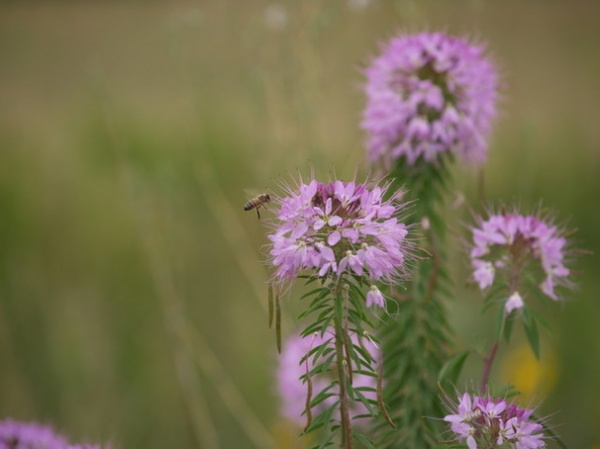 Landscape Apis and Cleome 5