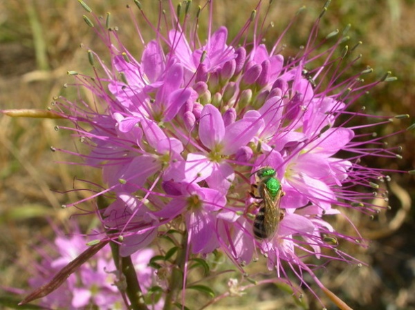 Great Design Plant: Cleome Serrulata