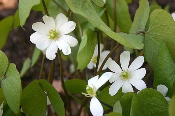 Landscape Jeffersonia diphylla