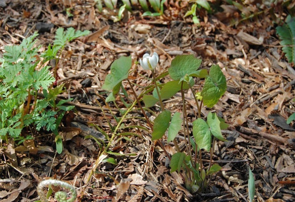 Rustic Landscape Jeffersonia diphylla