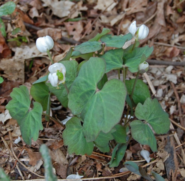 Great Design Plant: Jeffersonia Diphylla