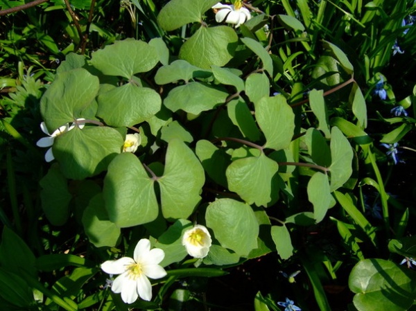 Great Design Plant: Jeffersonia Diphylla