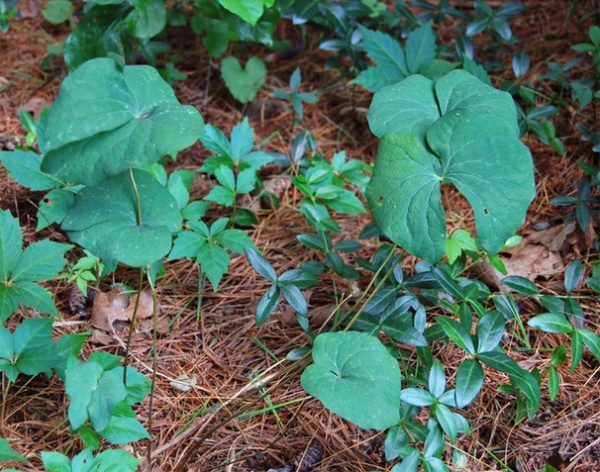 Rustic Landscape Jeffersonia diphylla