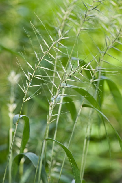 Great Design Plant: Elymus Hystrix Thrives in Shade