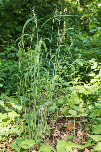 Great Design Plant: Elymus Hystrix Thrives in Shade