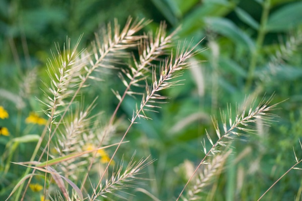 Great Design Plant: Elymus Hystrix Thrives in Shade