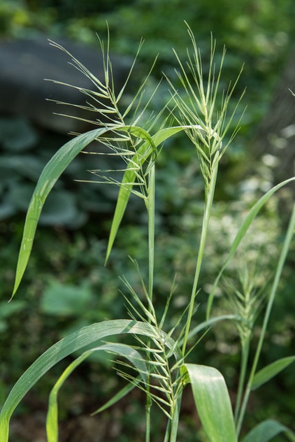 Great Design Plant: Elymus Hystrix Thrives in Shade