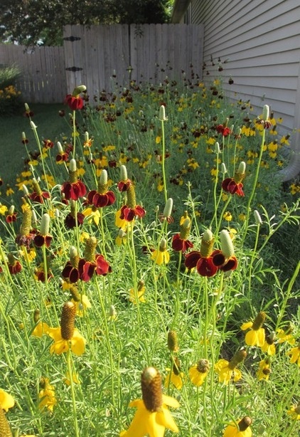 Landscape by Benjamin Vogt / Monarch Gardens