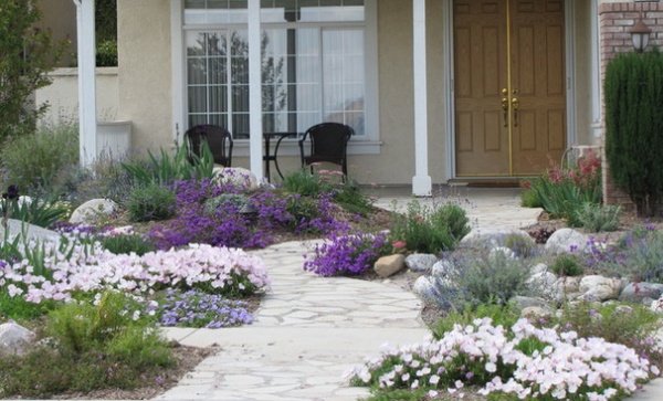 Great Design Plant: Glandularia Rigida Paints the Ground Purple