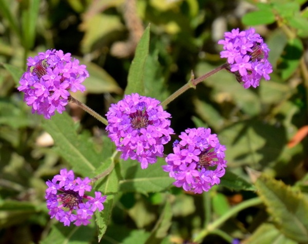 Great Design Plant: Glandularia Rigida Paints the Ground Purple