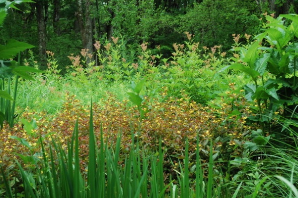 Landscape by Jay Sifford Garden Design