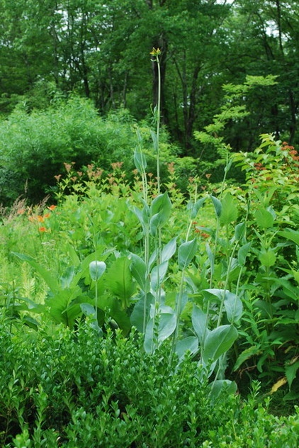 Landscape by Jay Sifford Garden Design