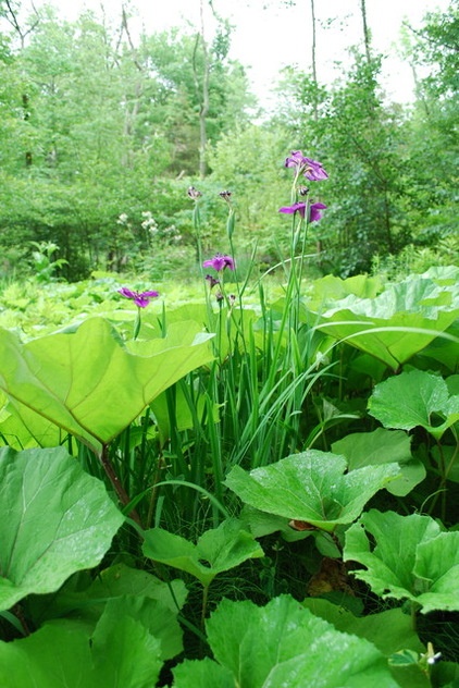 Landscape by Jay Sifford Garden Design