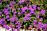 Great Design Plant: Glandularia Rigida Paints the Ground Purple