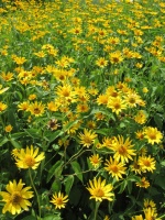 Great Design Plant: Heliopsis Helianthoides, a Pollinator Favorite