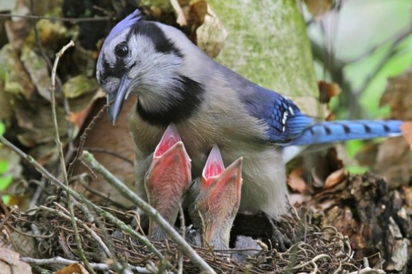 What to Know About Birds Nesting in Your Yard