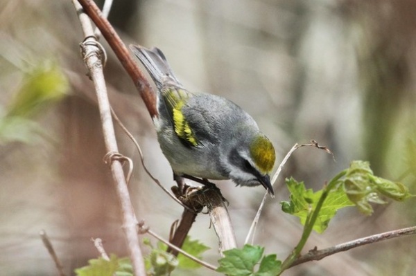 The Bird Lady of Southern Indiana