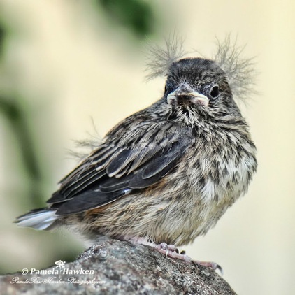 What to Know About Birds Nesting in Your Yard