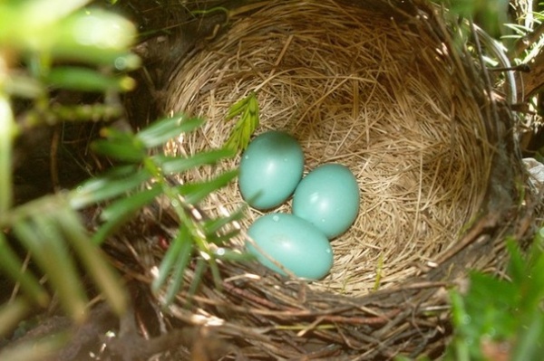 What to Know About Birds Nesting in Your Yard