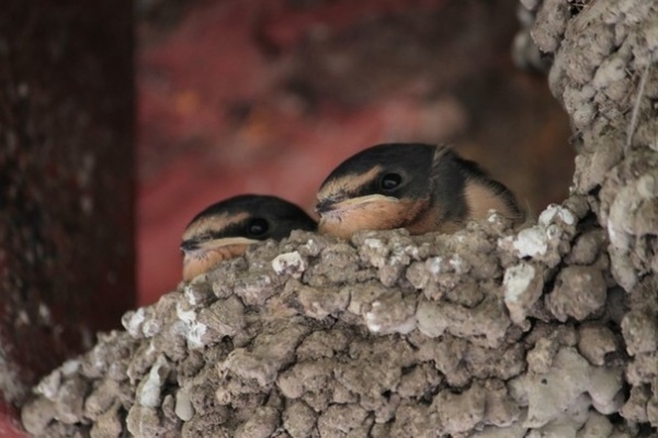 What to Know About Birds Nesting in Your Yard