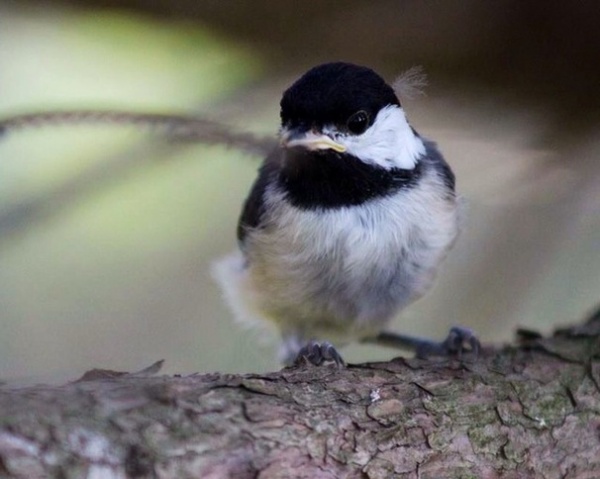 What to Know About Birds Nesting in Your Yard