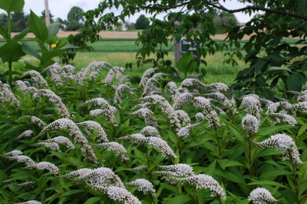 Farmhouse Landscape by Jay Sifford Garden Design