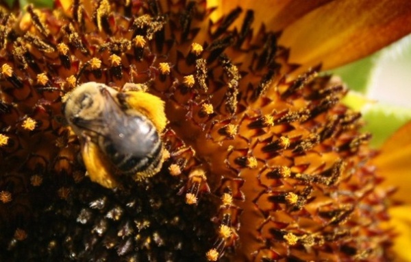 You Don't Have to Have Prairie to Help Pollinators