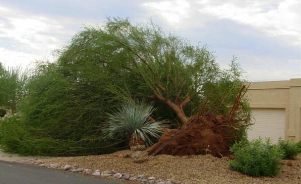 How to Get Your Landscape Ready for Summer Storms