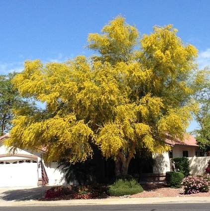 How to Get Your Landscape Ready for Summer Storms