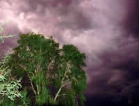 How to Get Your Landscape Ready for Summer Storms