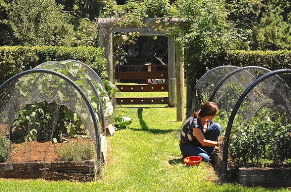 Houzz Call: Home Farmers, Show Us Your Edible Gardens