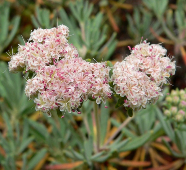 Landscape Eriogonum arborescens