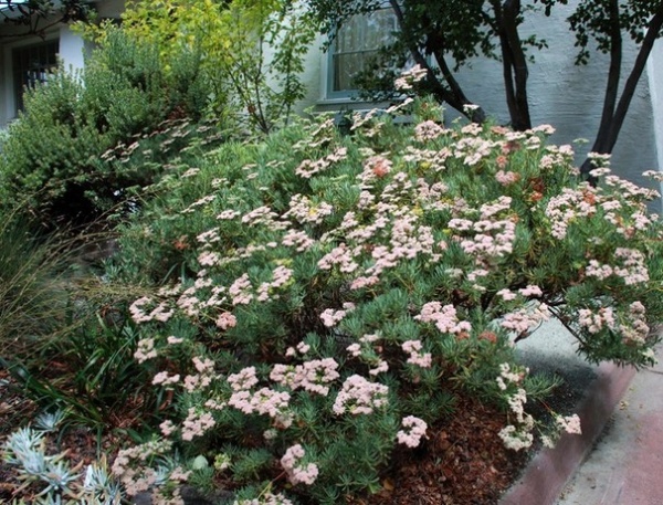 Great Design Plant: Eriogonum Arborescens