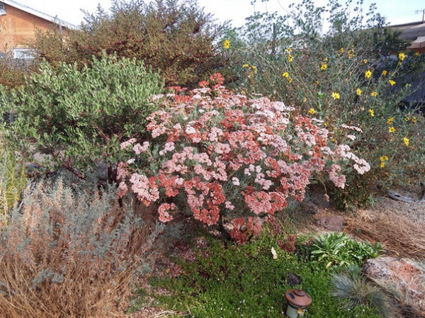 Great Design Plant: Eriogonum Arborescens