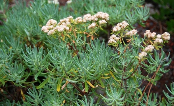 Great Design Plant: Eriogonum Arborescens