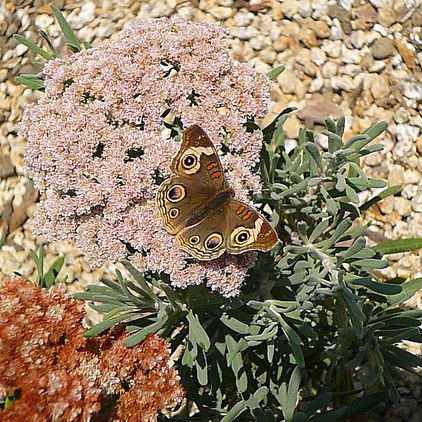 Great Design Plant: Eriogonum Arborescens