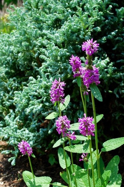 Great Design Plant: Stachys Officinalis ‘Hummelo’