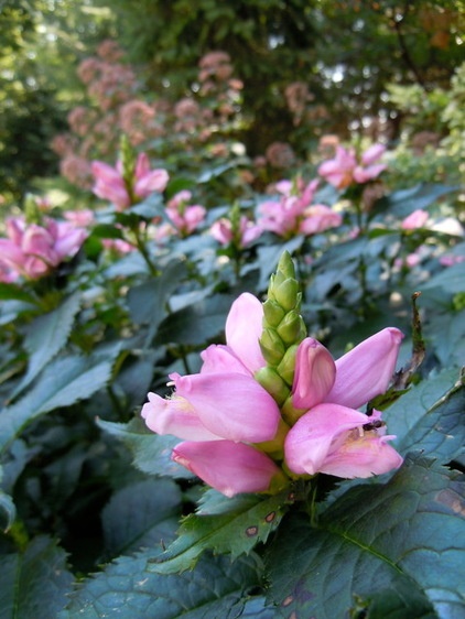 Traditional Landscape by anne houser//dropseed studio//kinghorn gardens