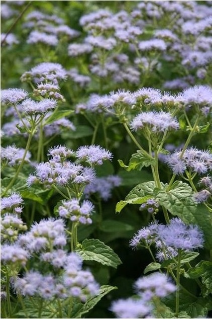 Traditional Landscape by Benjamin Vogt / Monarch Gardens