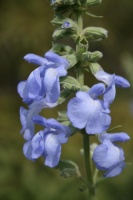 Native Wildflowers for the August Transition Into Fall