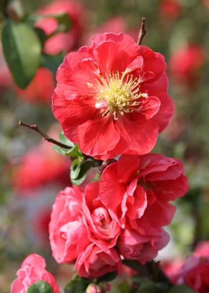 7 Deer-Resistant Flowering Trees to Plant this Fall