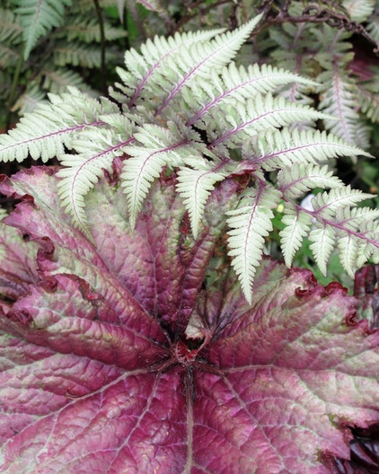 7 Fabulous Shade-Loving Ferns for Containers