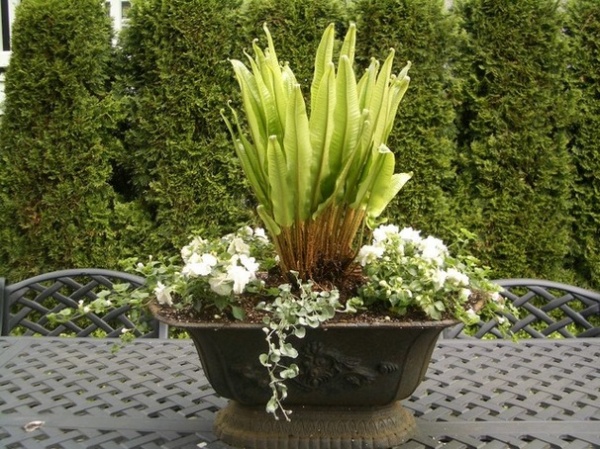 Traditional Landscape by Glenna Partridge Garden Design