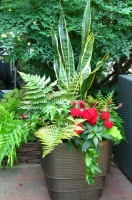 7 Fabulous Shade-Loving Ferns for Containers