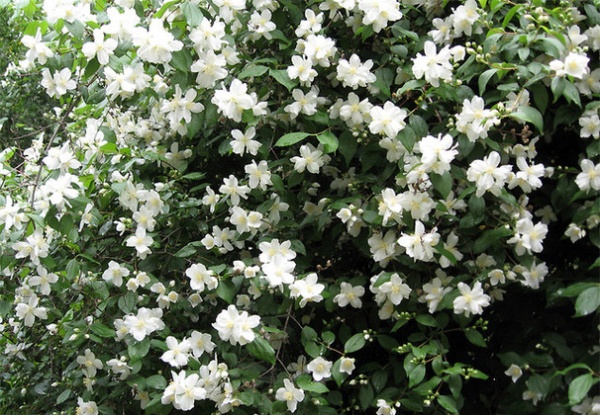 9 Deer-Resistant Flowering Shrubs to Plant This Fall