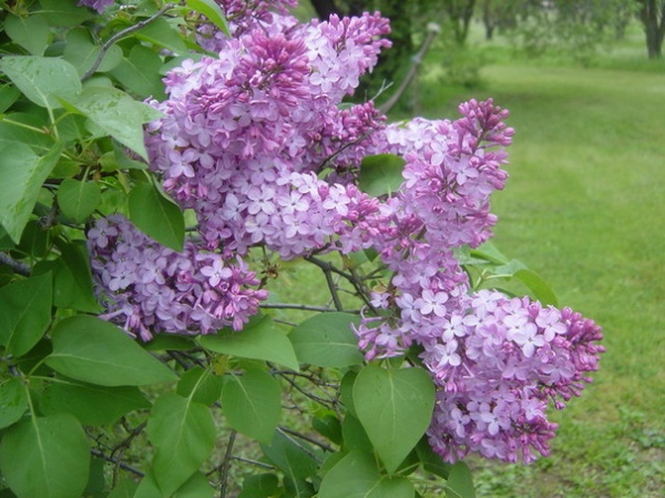 9 Deer-Resistant Flowering Shrubs to Plant This Fall